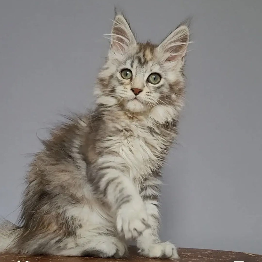 Hizar Maine Coon female, black tortie silver tabby