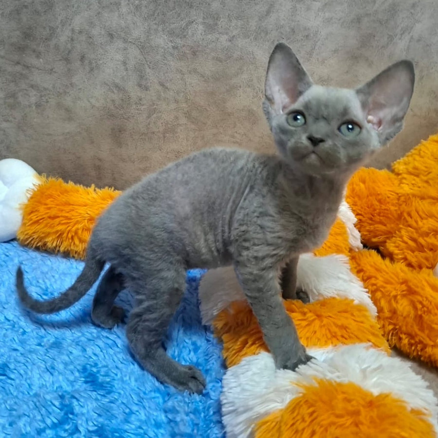 Filip Devon Rex male, blue