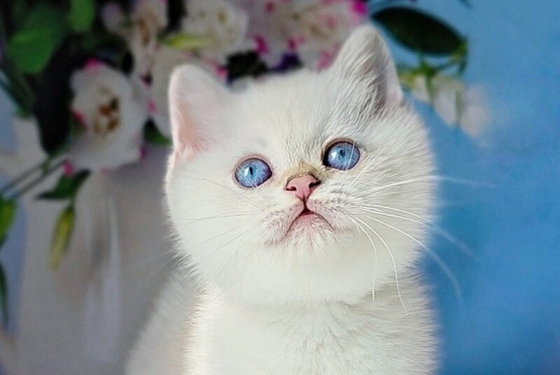 Diana British Shorthair female, black golden shaded pointed