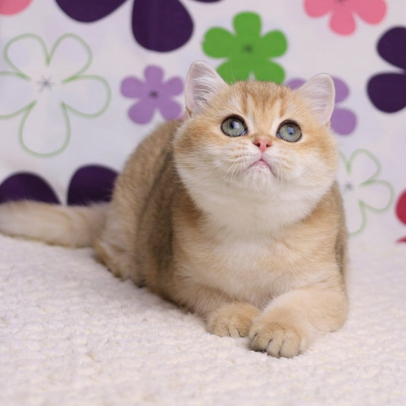 Taya British Shorthair female, black golden shaded