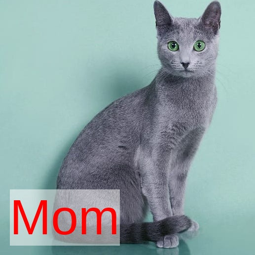 Laffy Russian Blue female, blue