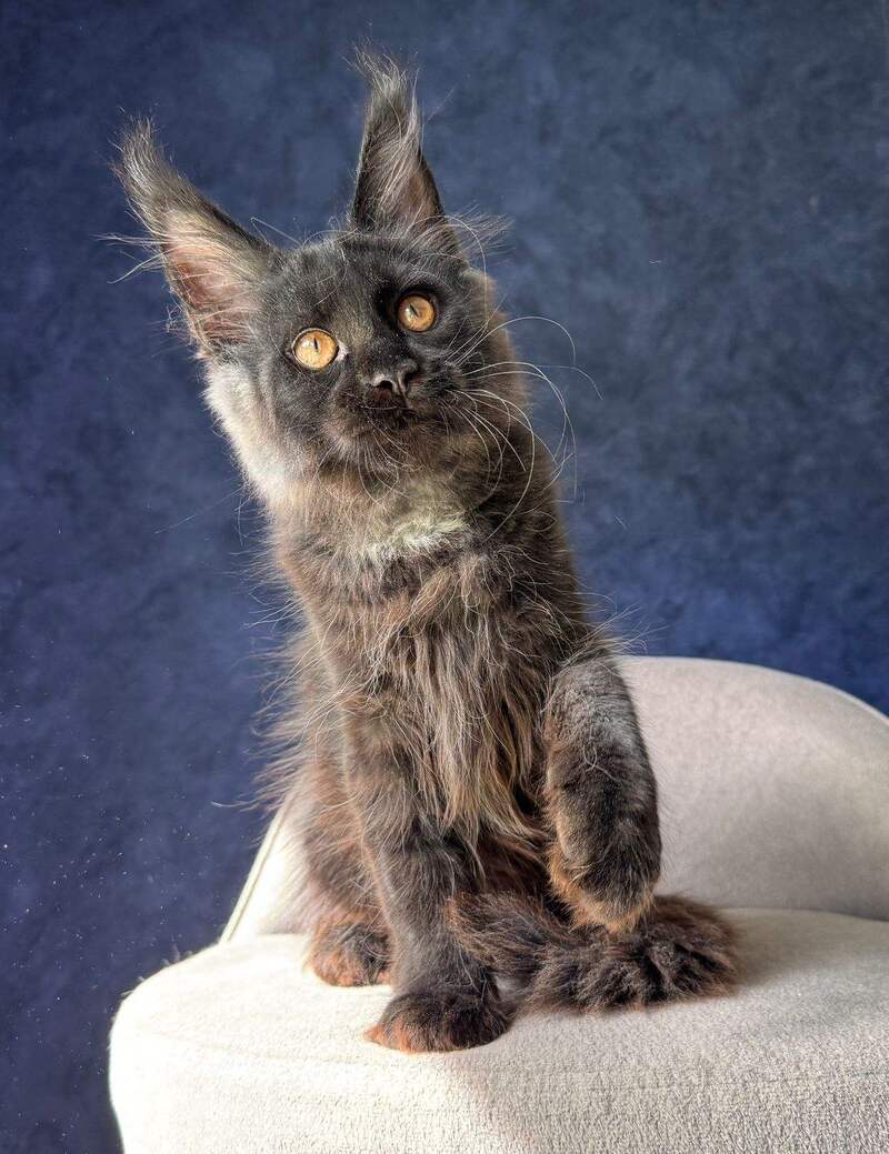 Azari Maine Coon female black silver with white - live animals