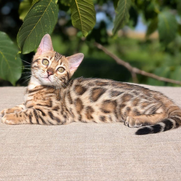 Zuri Bengal female, black spotted tabby