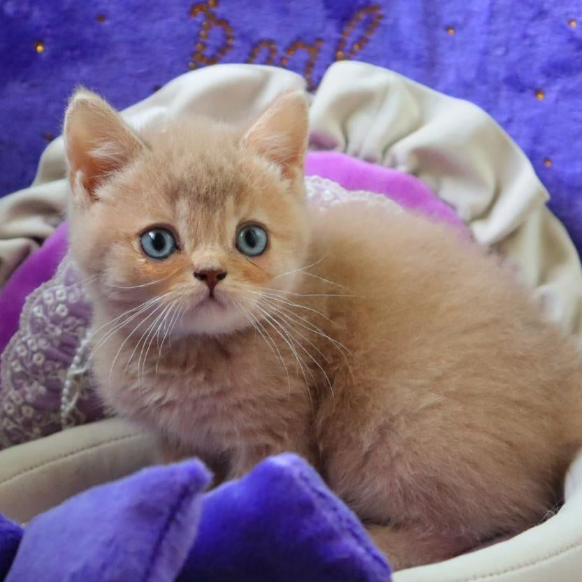 Pion British Shorthair male, lilac golden shaded