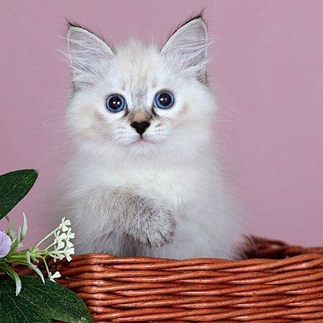 Juliet Siberian female, black with white tabby pointed