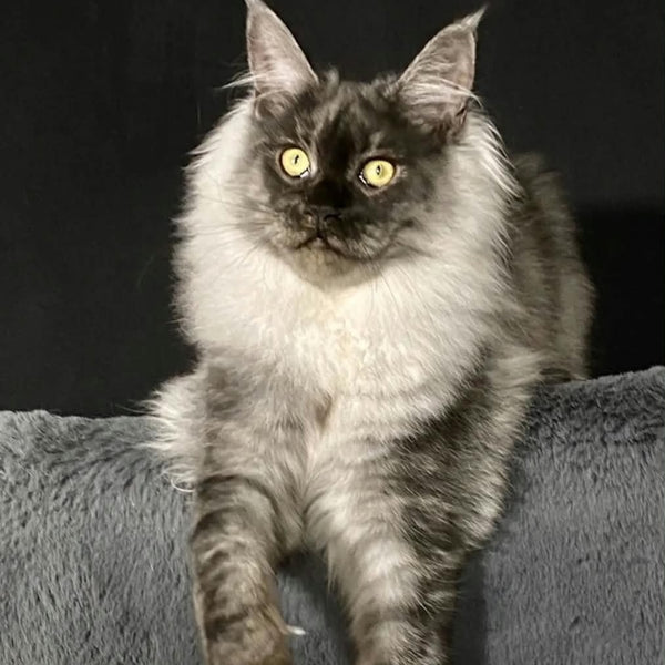 Feya Maine Coon female, black silver