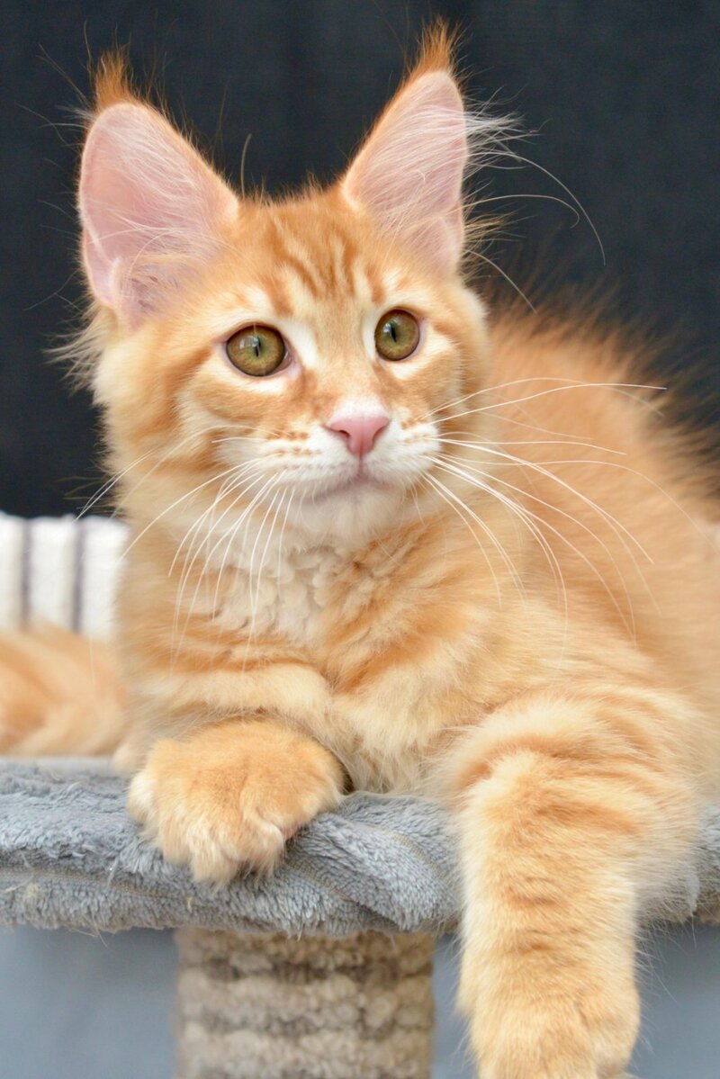 Velvet Maine Coon male red tabby - live animals