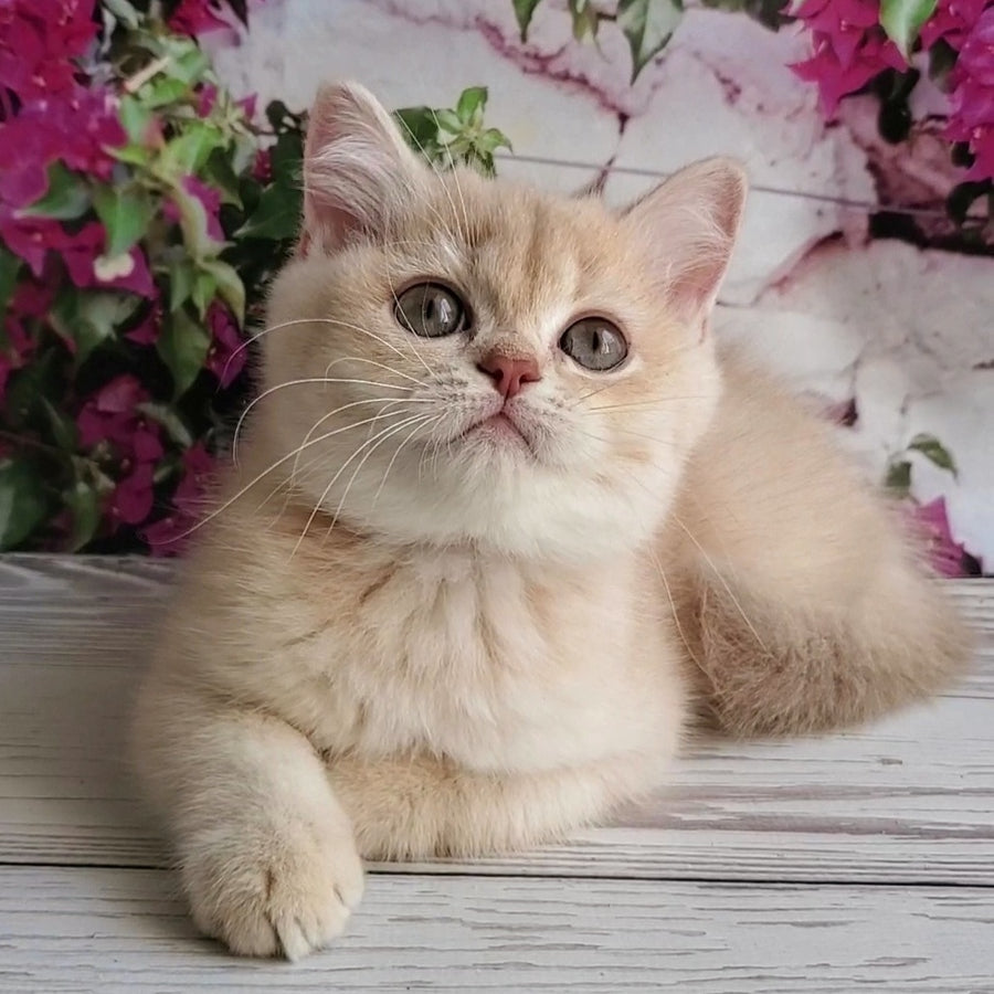 Alan British Shorthair male, lilac golden shaded