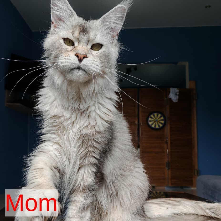 Talisman Maine Coon male, blue spotted tabby with white