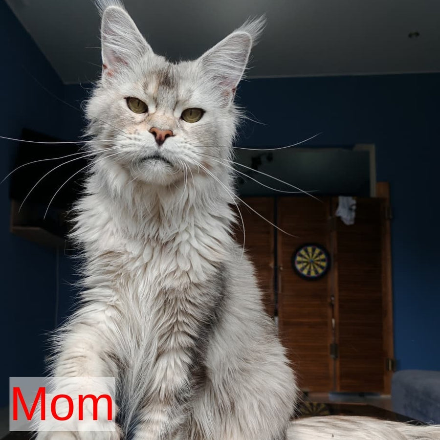 Triumph Maine Coon polydactyl 6x7x6x6 male, black silver ticked tabby