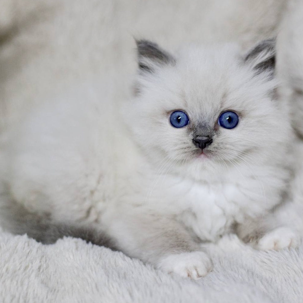 Royce Ragdoll male, blue mitted