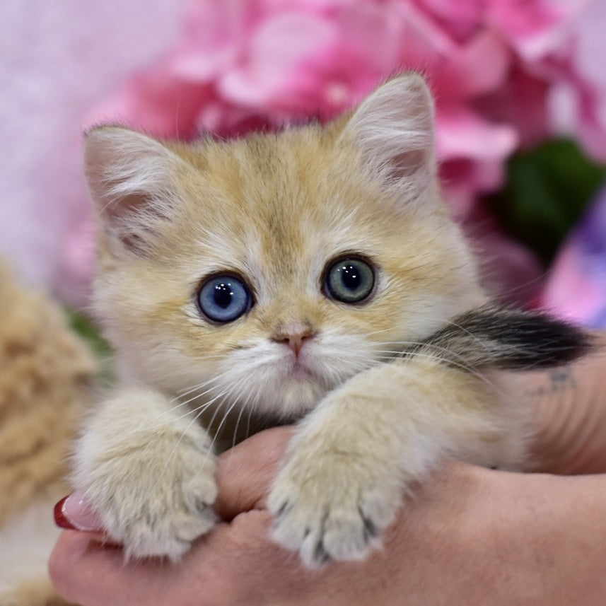 Goldie British Shorthair female, black golden shaded