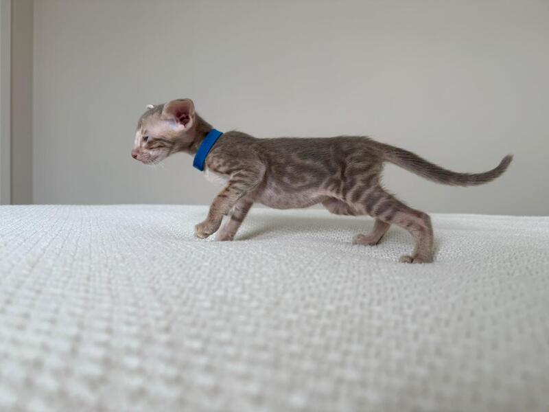 Atlas Oriental Shorthair male lilac tabby - live animals