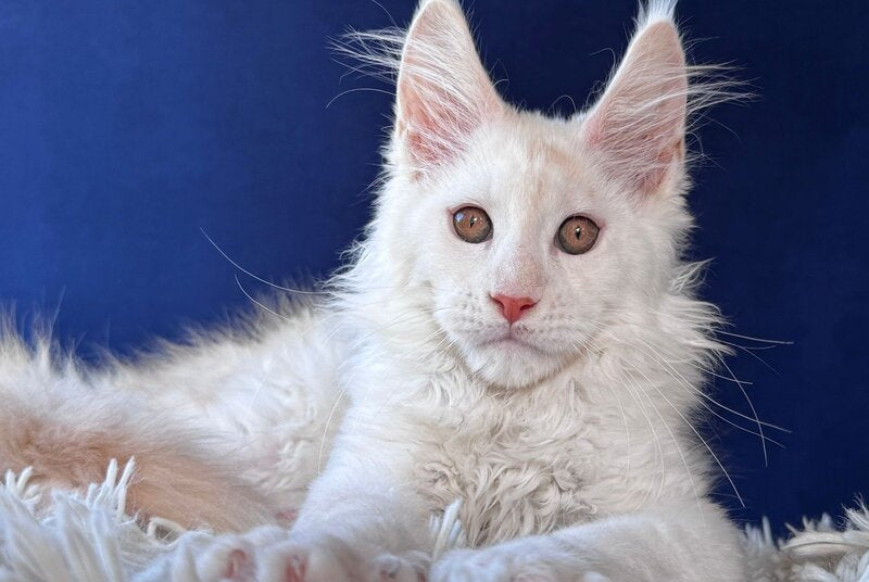 Baxter Maine Coon male, red silver