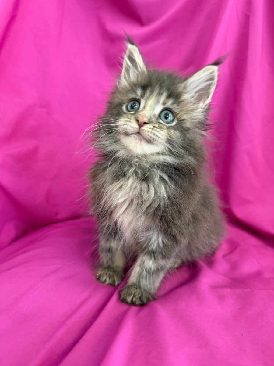 Wanessa Maine Coon female black tortie tabby live animals
