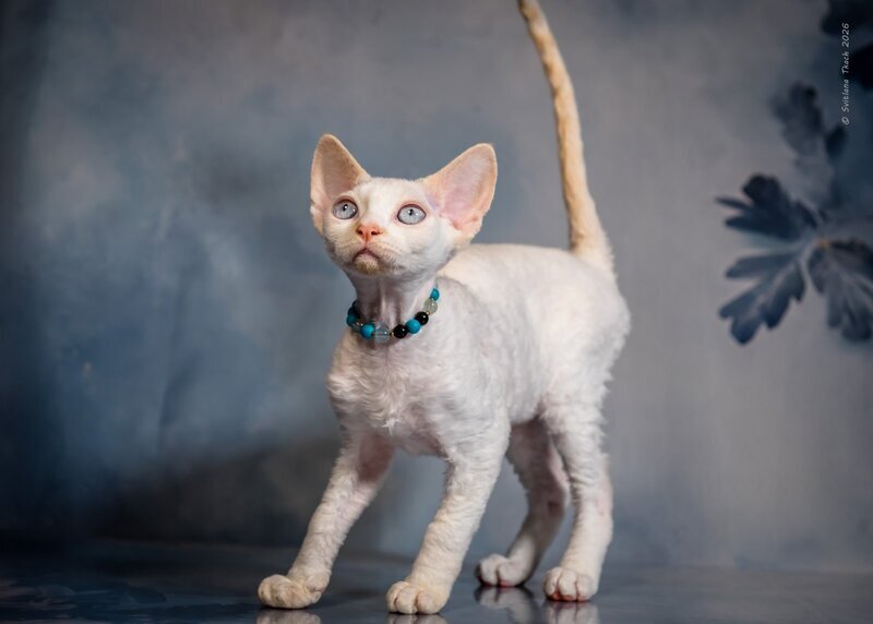 Ice Cream Devon Rex male red pointed - live animals