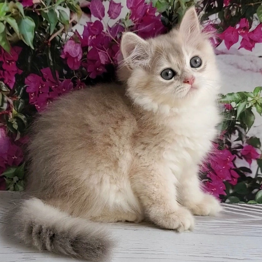 Zorro British Longhair male, blue golden shaded
