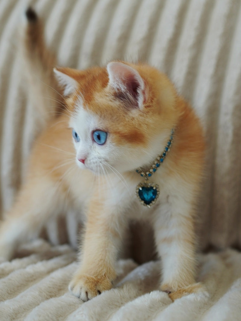 Quest Scottish Fold male, chocolate golden chinchilla with white