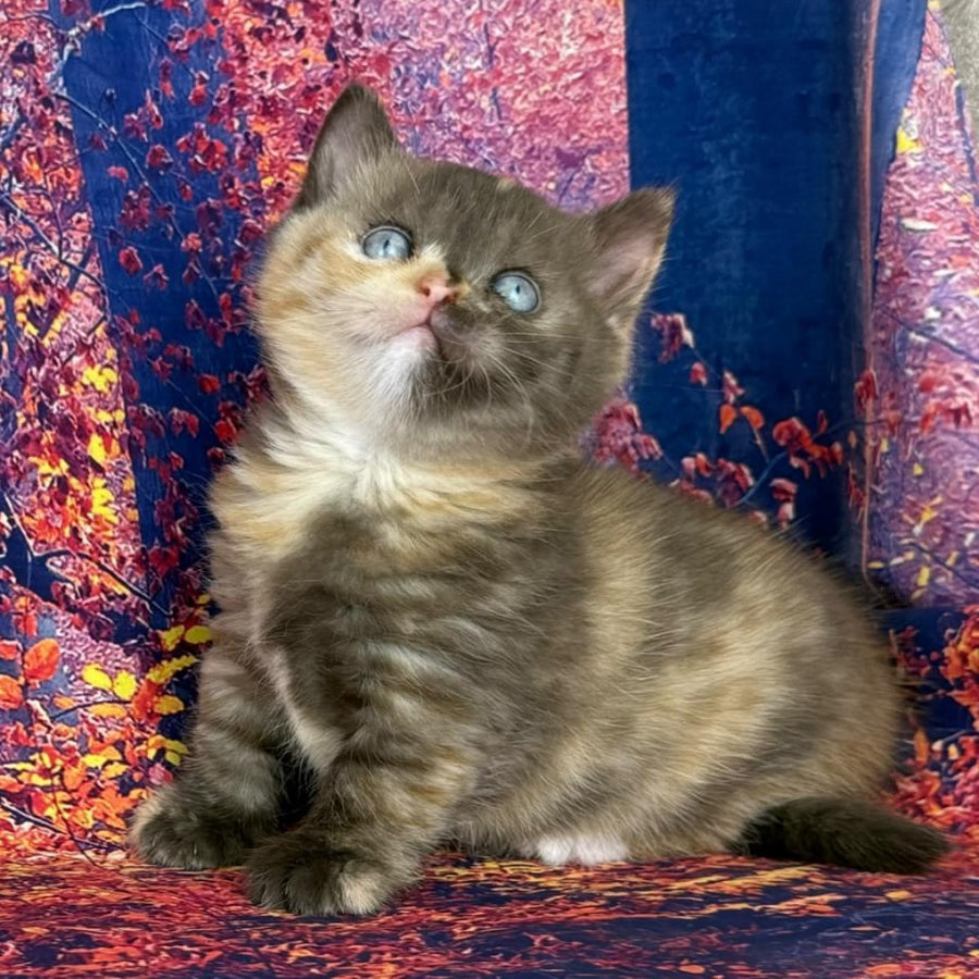 Jane Munchkin female, chocolate tortie bicolour