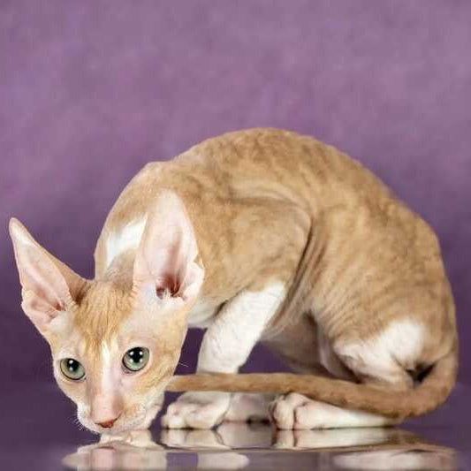 Cosmo Cornish Rex male, cream bicolour