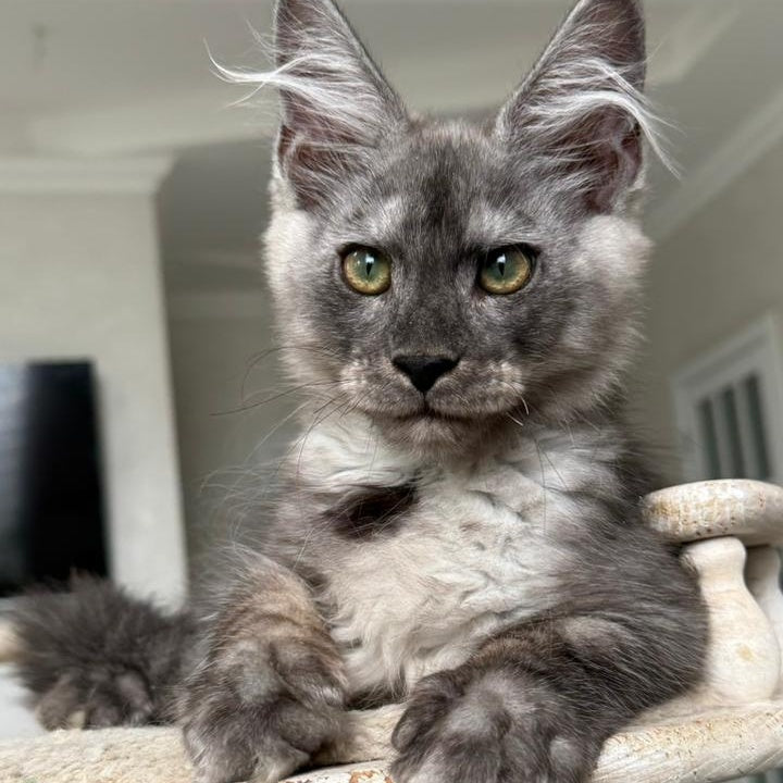 Kupidon Maine Coon male, black silver with white
