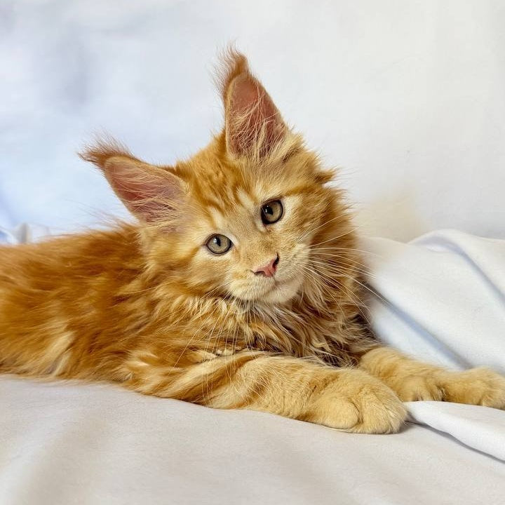 Mufasa Maine Coon polydactyl 6x6x6x6 male, red with white