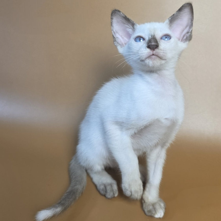 Eir Siamese female, black tortie
