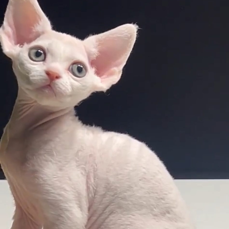 Pixi Devon Rex male, white
