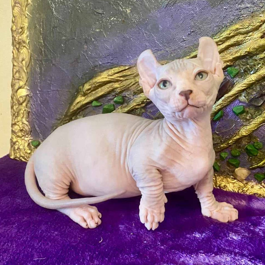 Loki Dwelf male, blue tabby