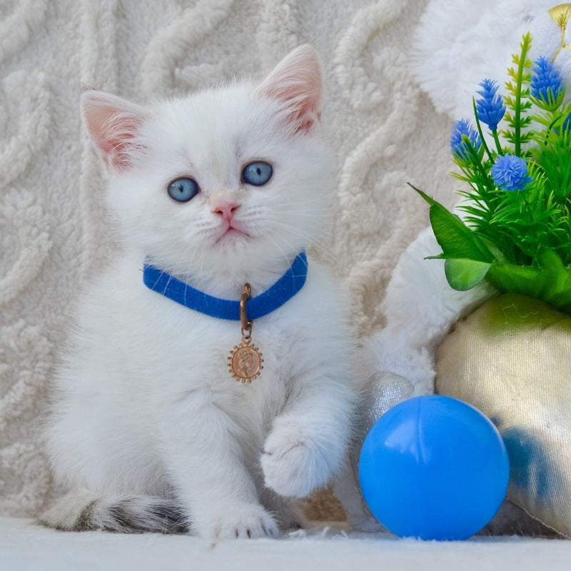 Hank British Shorthair male, black golden shaded pointed