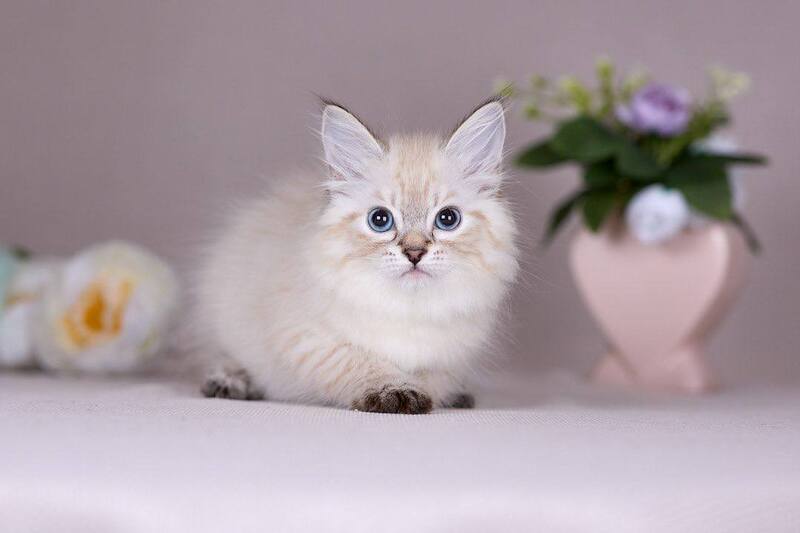 Halva Siberian female black tabby pointed - live animals