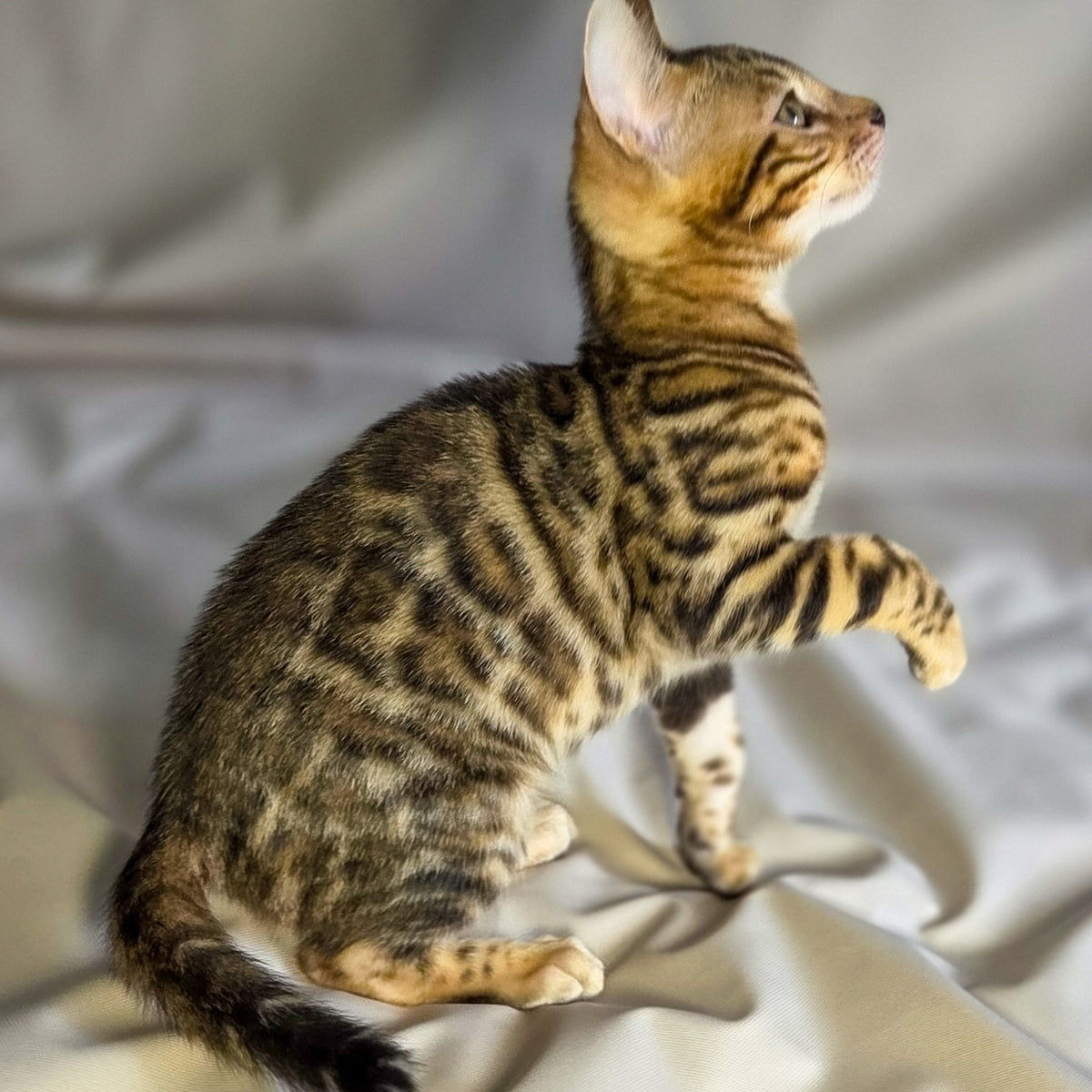 Mike Bengal male, black spotted tabby