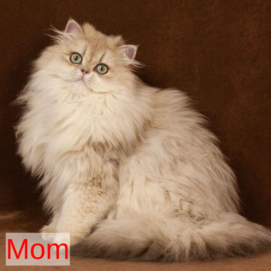 Gatsby Selkirk Rex male, black tabby with white