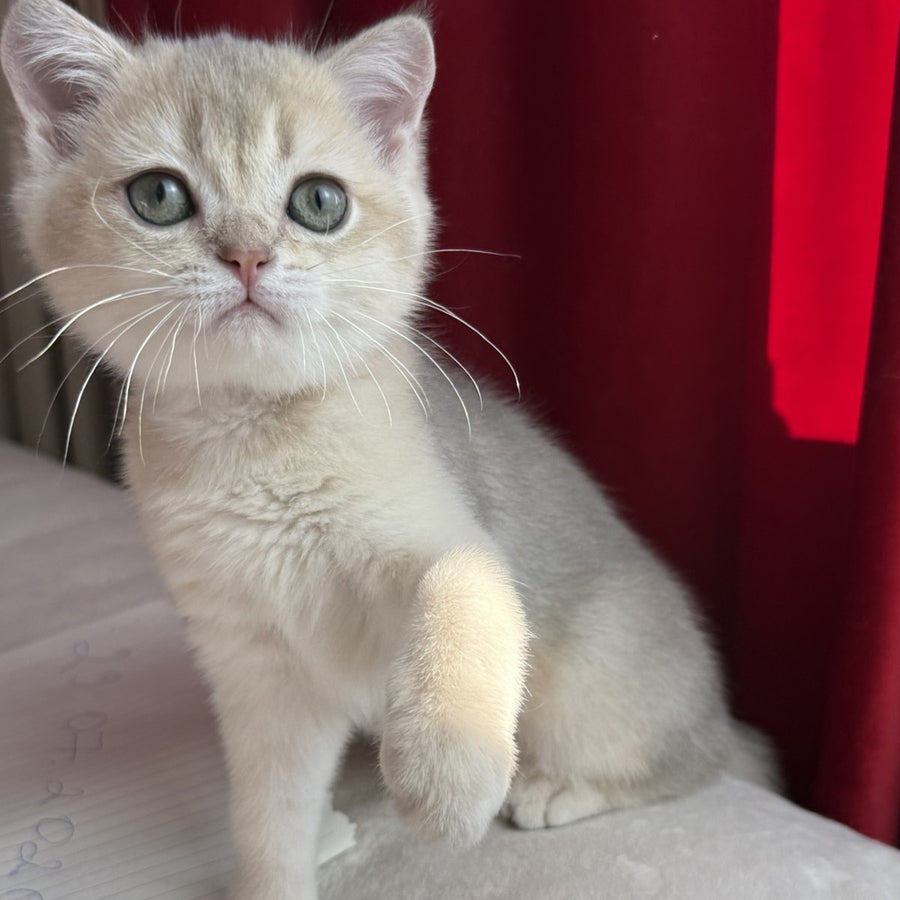 Elbert Scottish Straight male, blue golden shaded