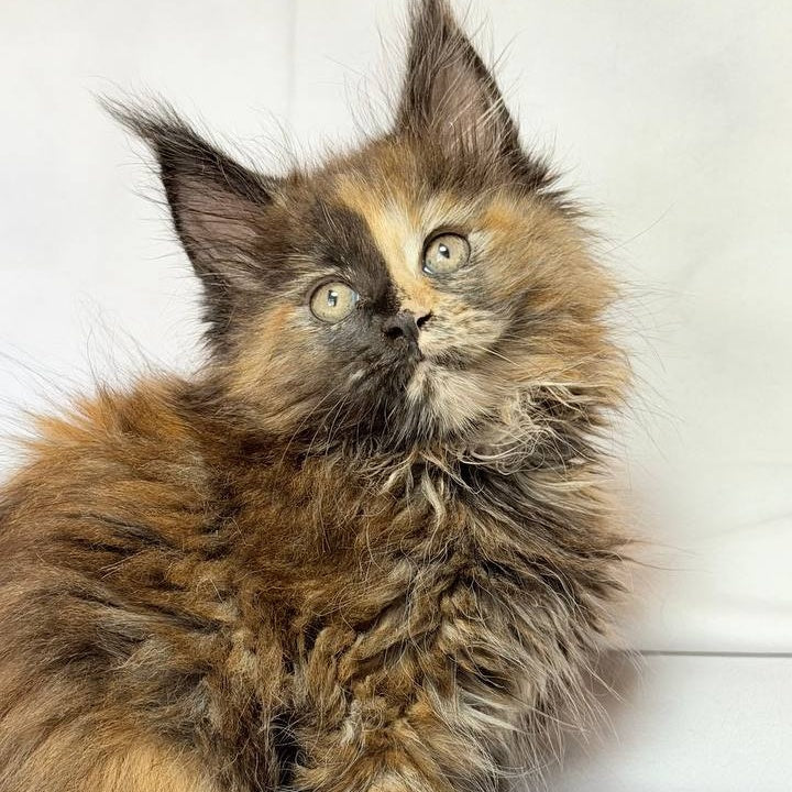 Magnolia Maine Coon female, black tortie