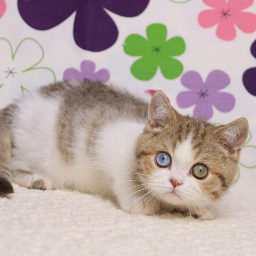 Cosmic British Shorthair male, chocolate spotted tabby bicolour