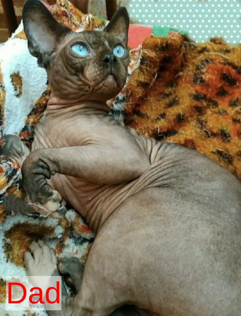 Bali Bambino male black - live animals