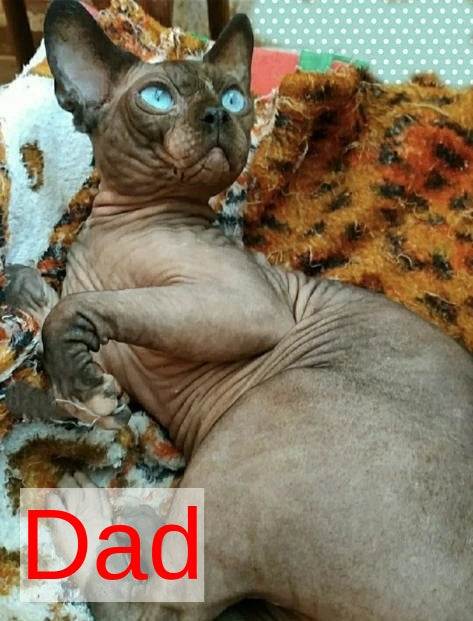 Richi Bambino male black pointed - live animals