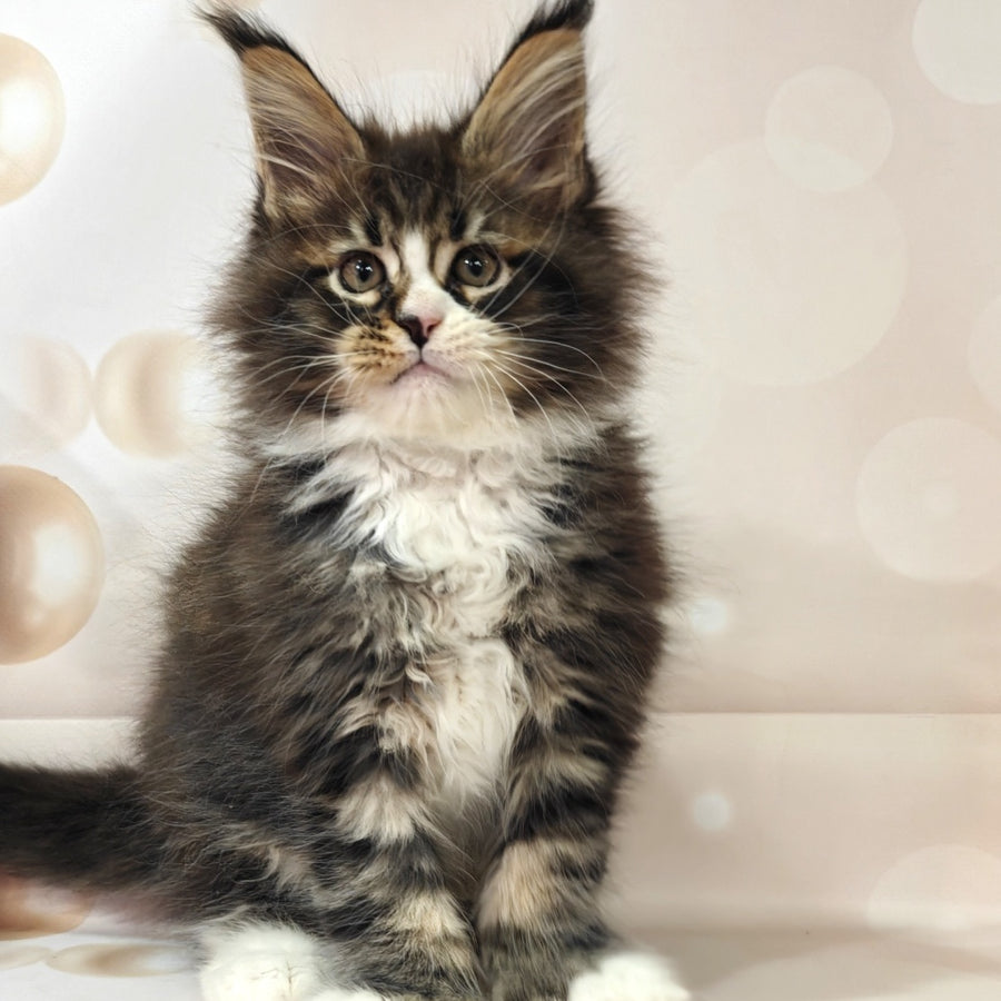 Cosmos Maine Coon polydactyl 6x6x6x6 male, black tabby with white