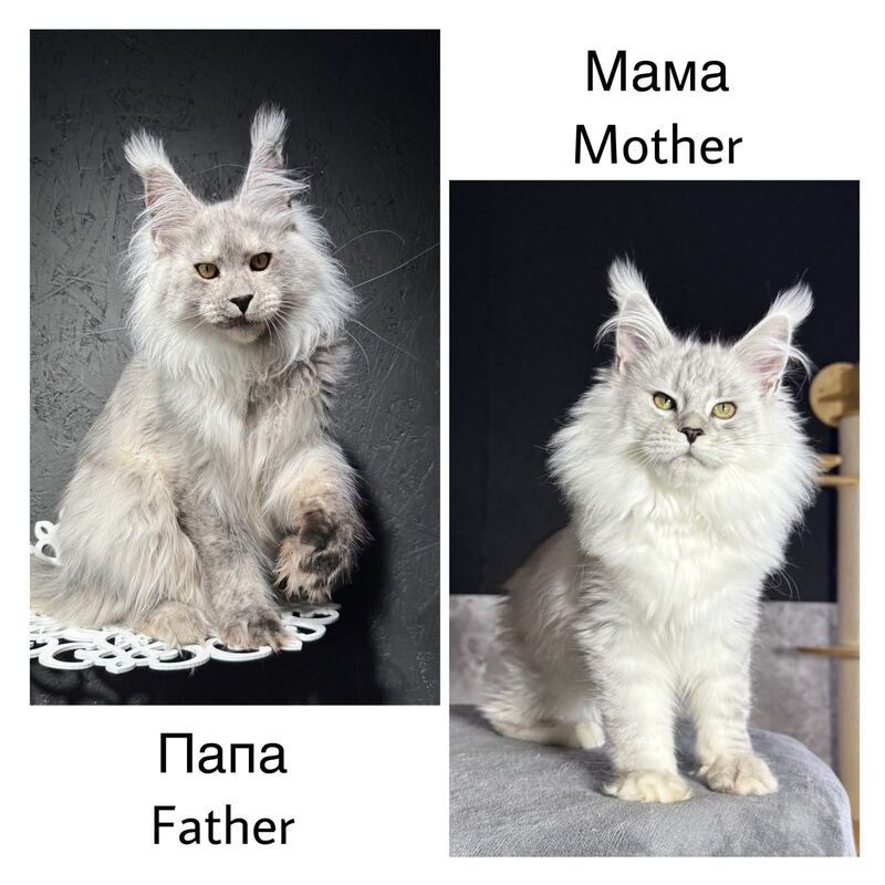 Ingold Maine Coon male, black silver spotted tabby