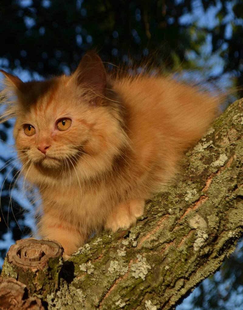 Labubu Maine Coon female, red tabby bicolour