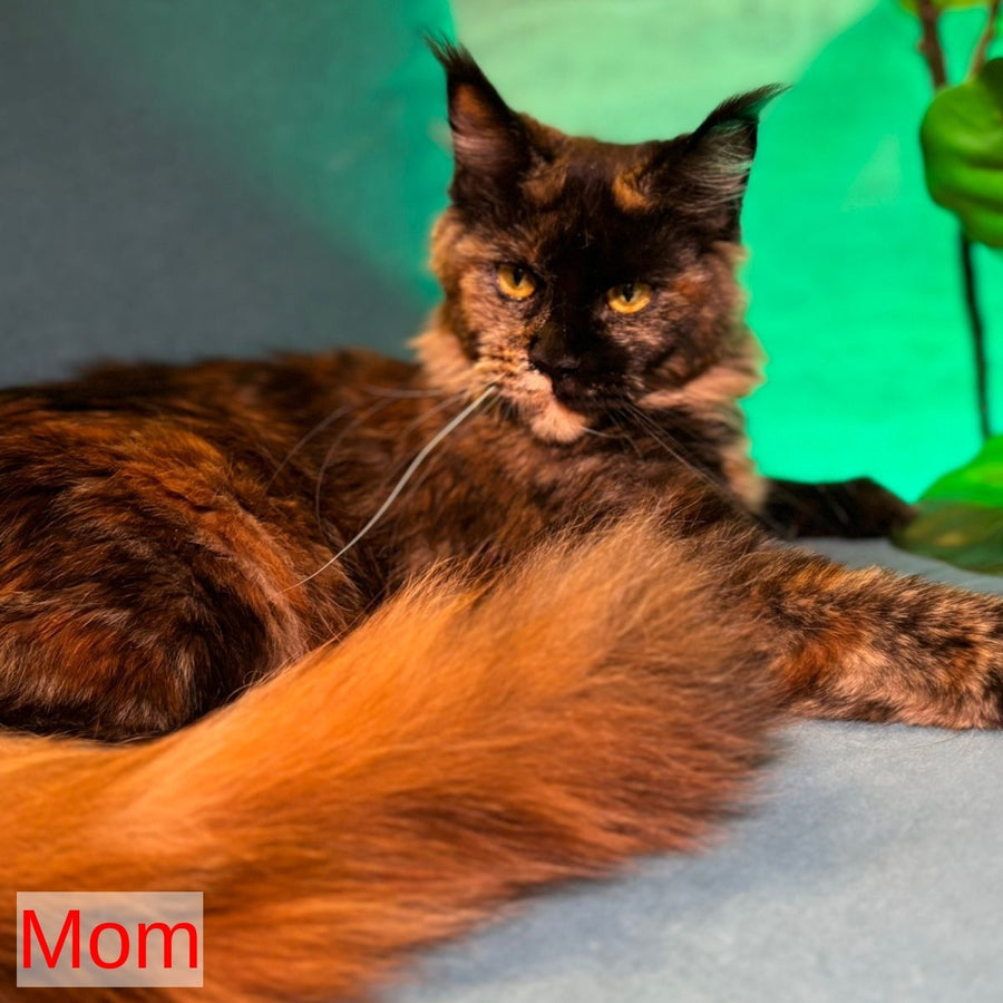 Iggy Maine Coon male, red