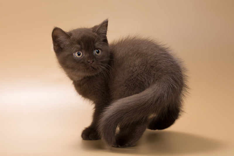 Hershey British Shorthair male, chocolate