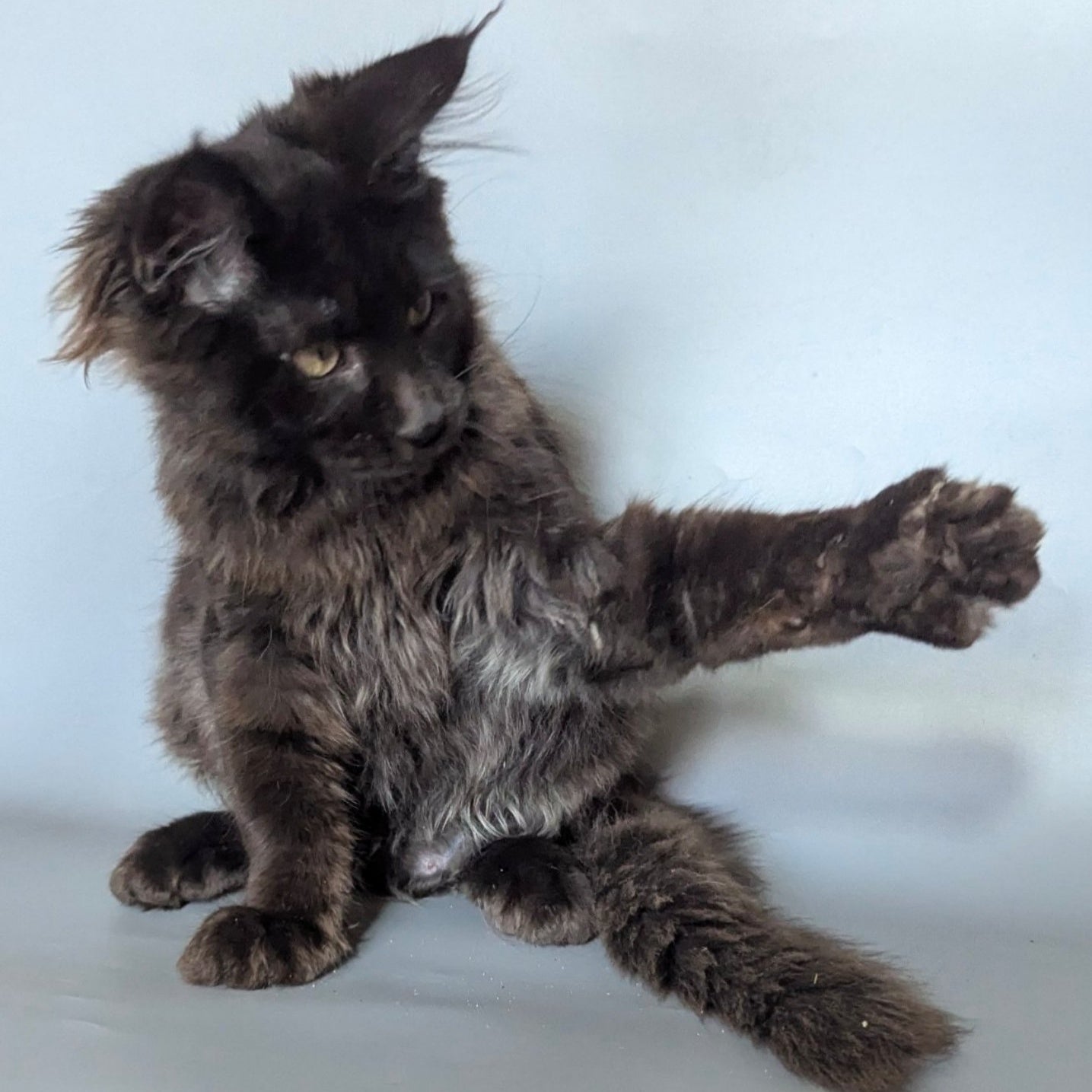 Kаssandra Maine Coon female, black