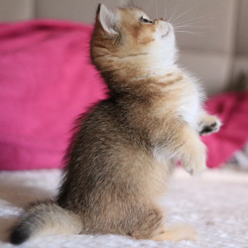 Zucchini Munchkin female, black golden ticked tabby