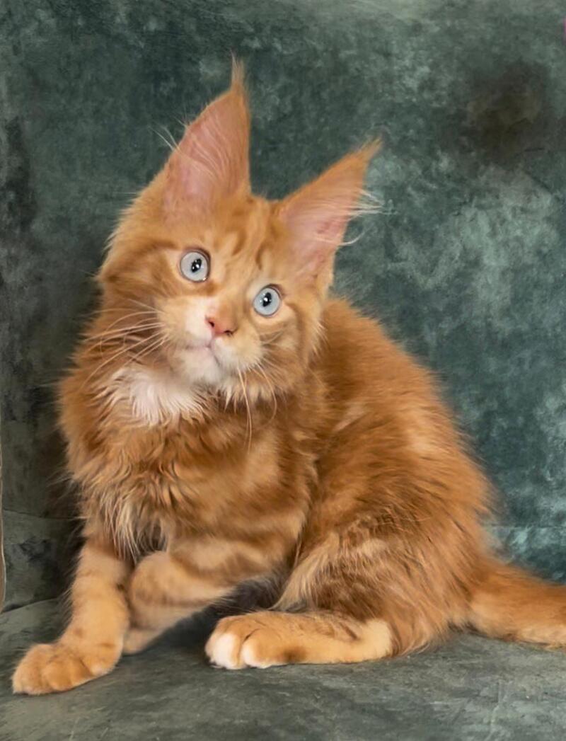 Archer Maine Coon male, red tabby