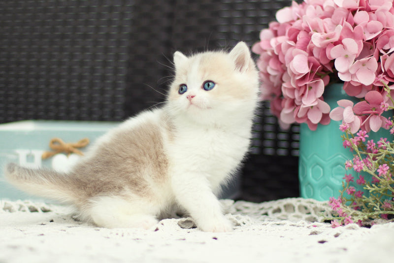 Alvin British Shorthair male blue golden shaded bicolour - live animals