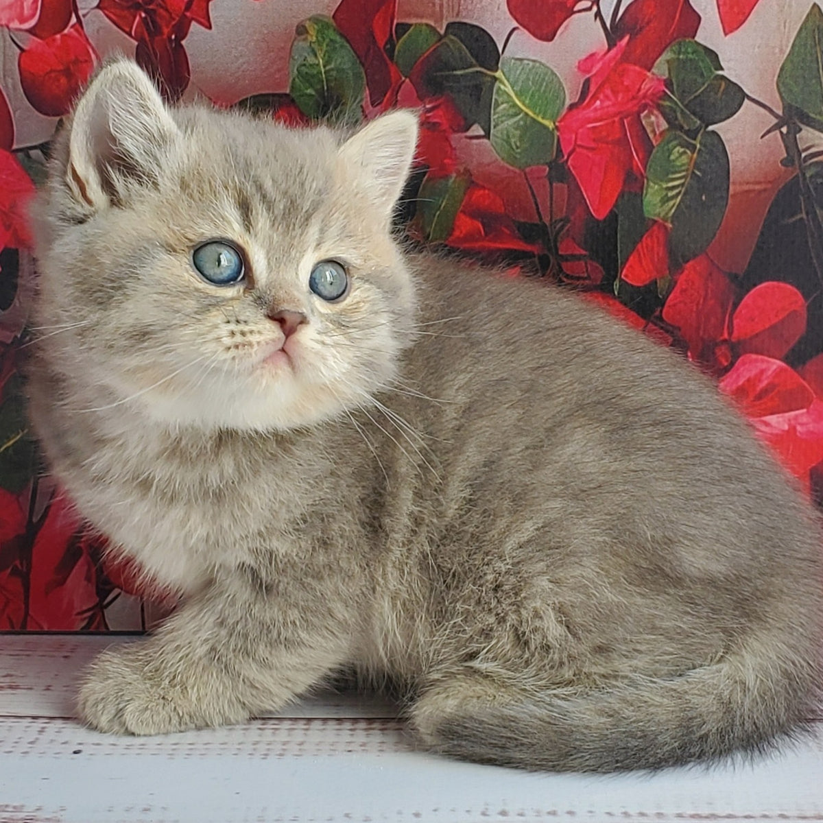 Hugo British Shorthair male, blue golden ticked tabby