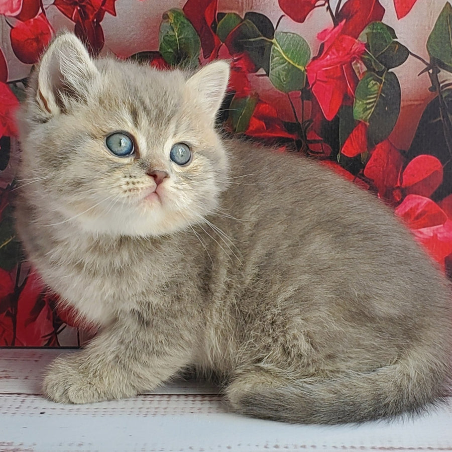 Hugo British Shorthair male, blue golden ticked tabby