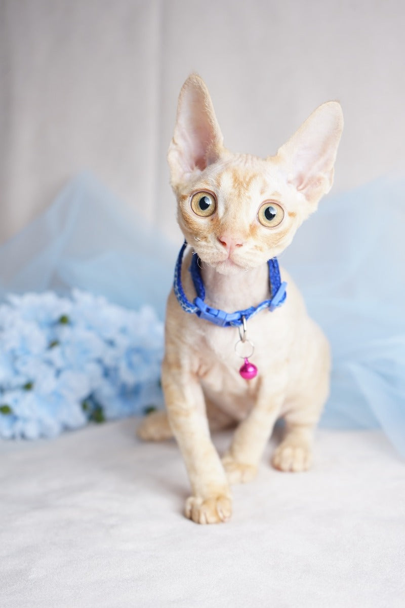 Leo Devon Rex male red - live animals